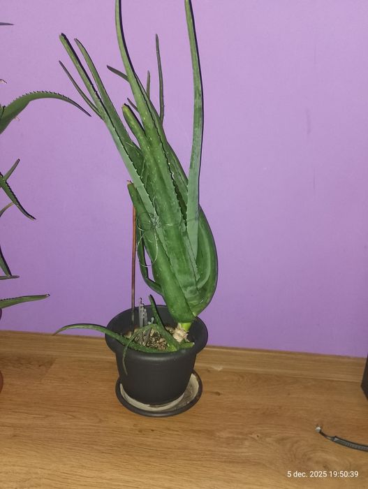 Aloe Vera 4 bucăți.
