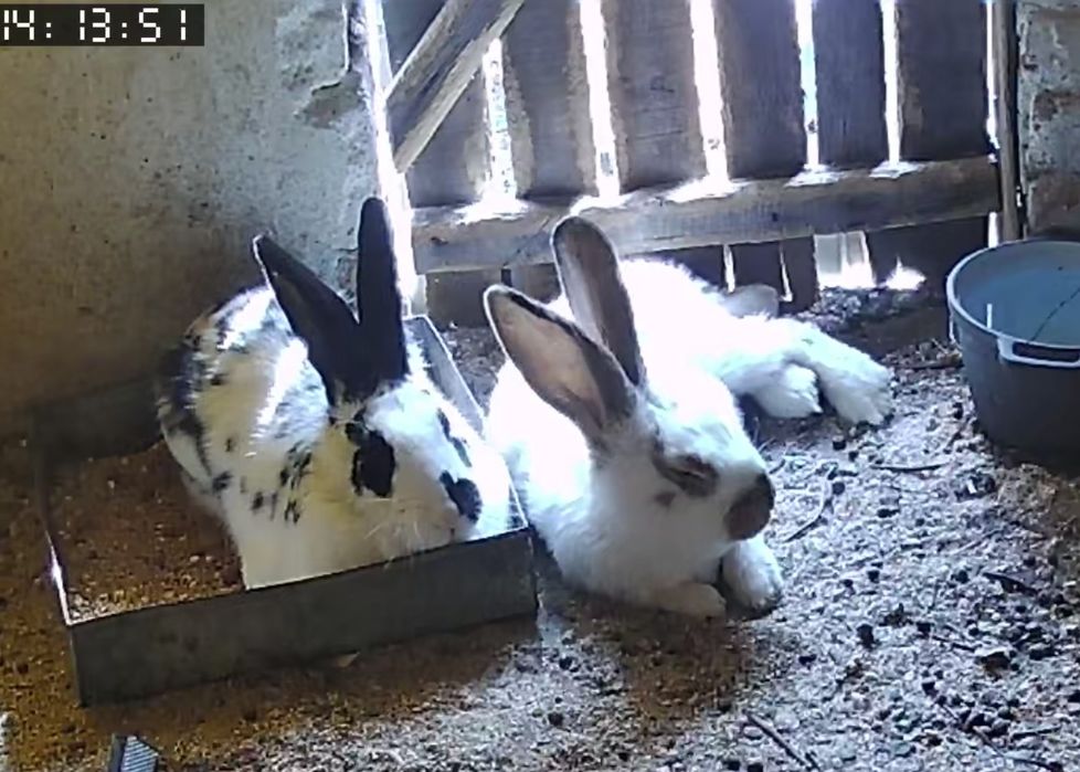 Iepuroaice tinere disponibilea