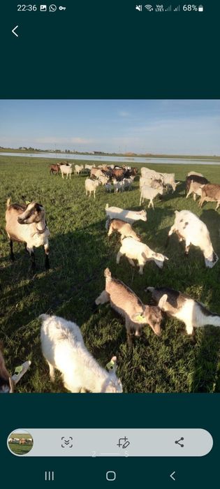 Продам козье молоко халаль и йогурты