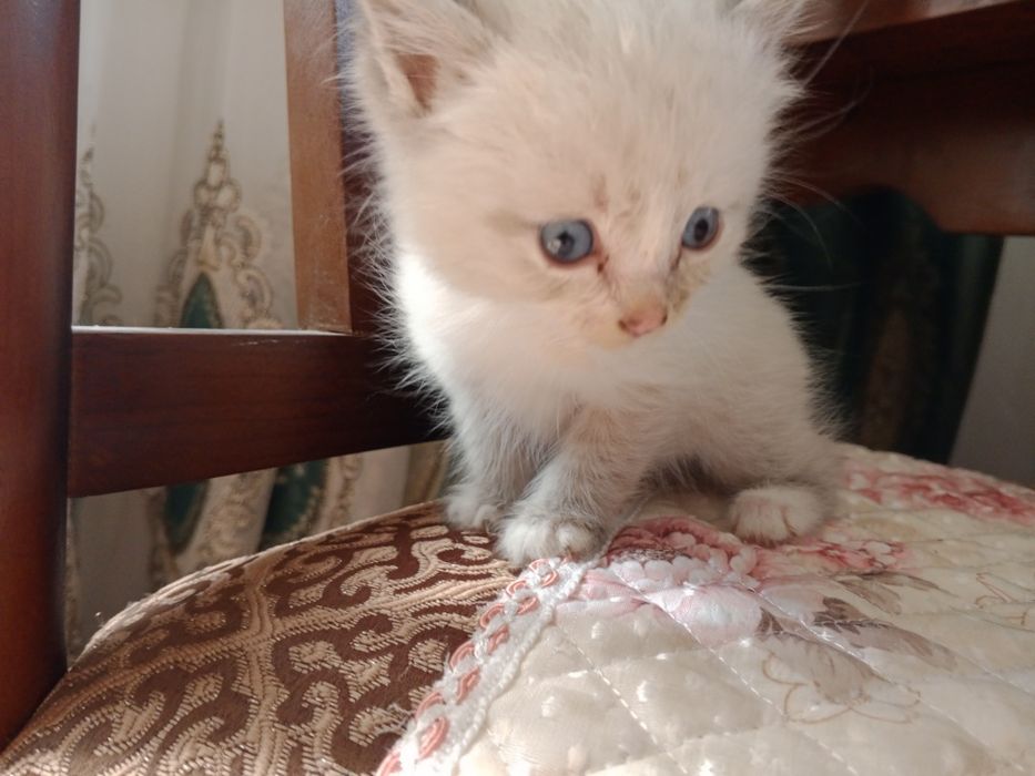 Отдам котёнка бесплатно