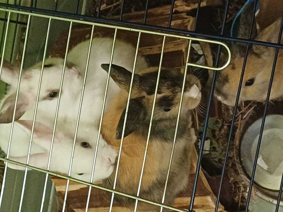 Декоративни зайчета - лъвска глава