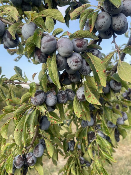 Vand prune negre