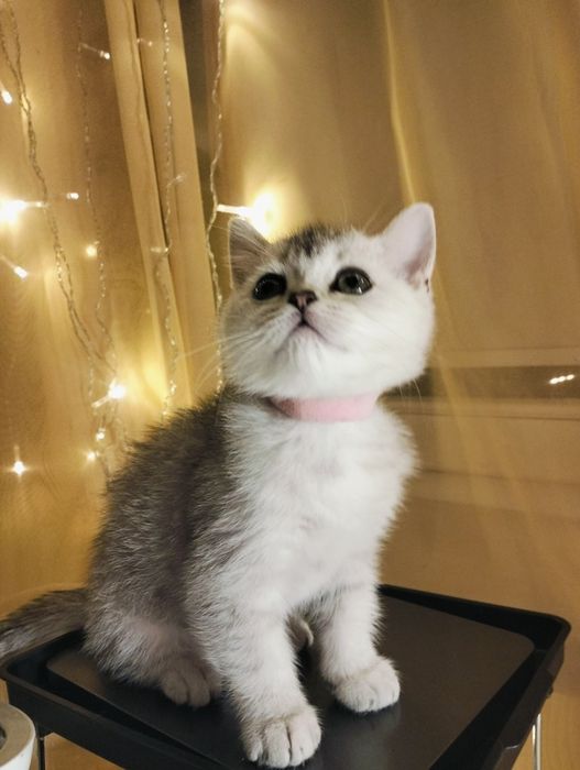 Британская кошечка