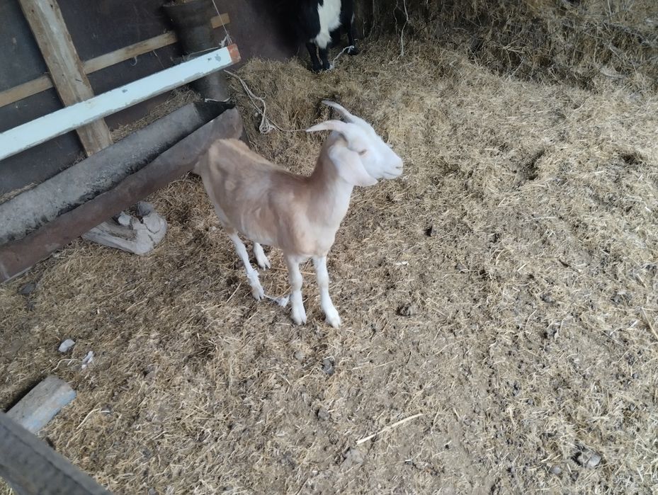 Жалаңаш жаңалықтар порно онлайн көру