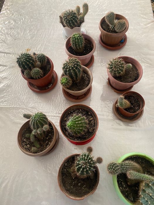 Кактус. Комнатные растения