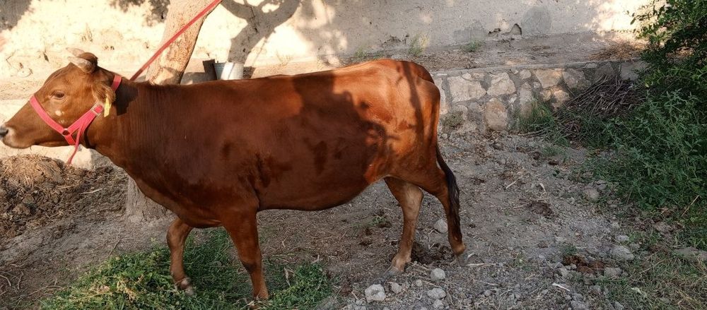 Parodasi eston 1 oylarga tuğadi birinchi qorin ğunojin
26 mln yana kel