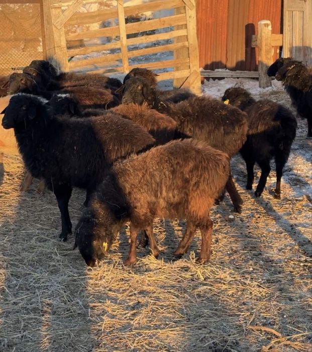 Тоқтылар сатылады