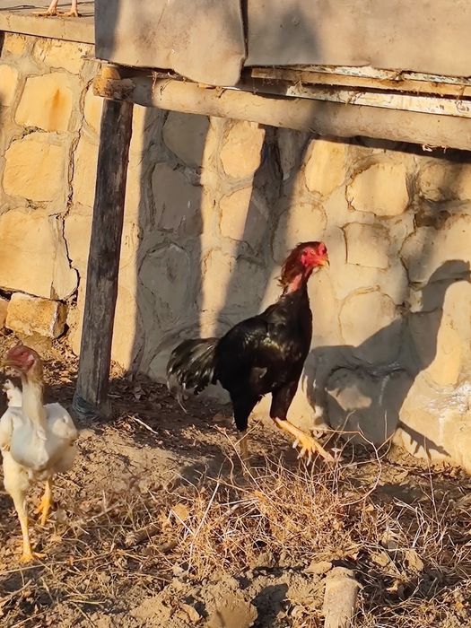 Куланги (Дакан) хўроз ва 5та товуқ сотилади зоти тоза 1ёш 6 ойлик