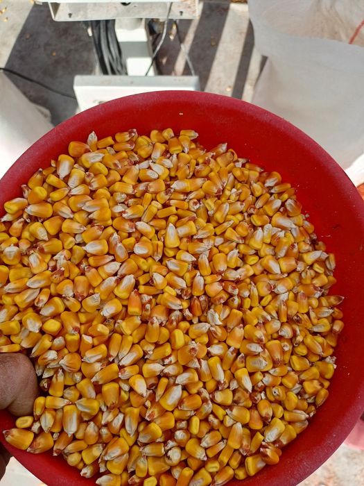 Vand porumb,grau,orz,tarate uruiala mazare floarea soarelui