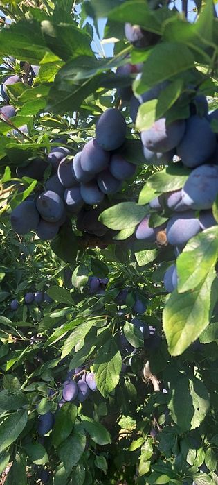 Prune de vinzare din soiul stanley