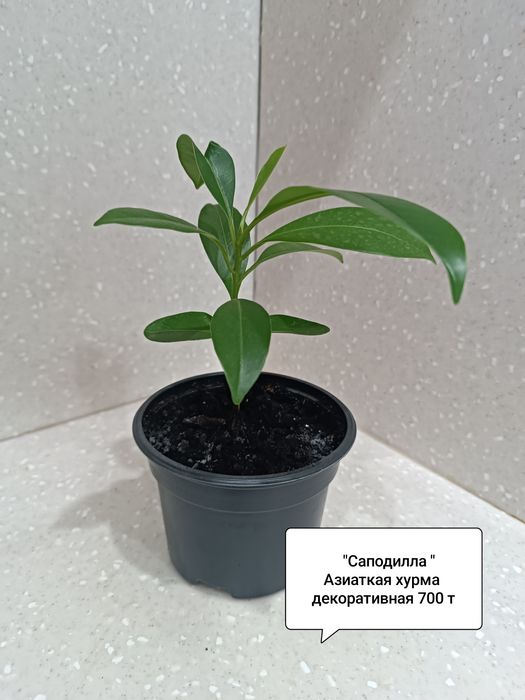 Продам комнатные цветы