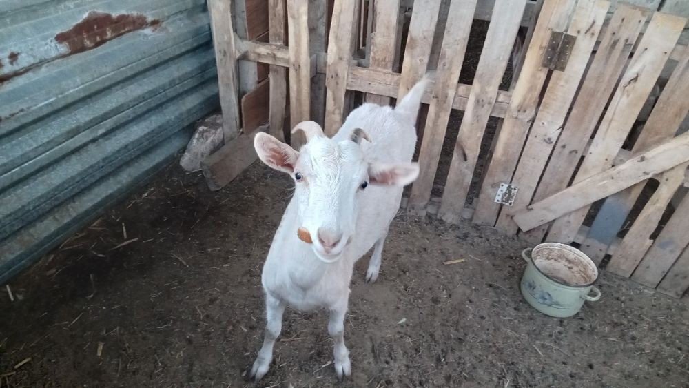 Екі ешкі сатылады