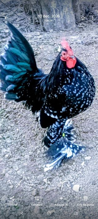 Ouă incubat,mi de flori Lemon și negru bobat!