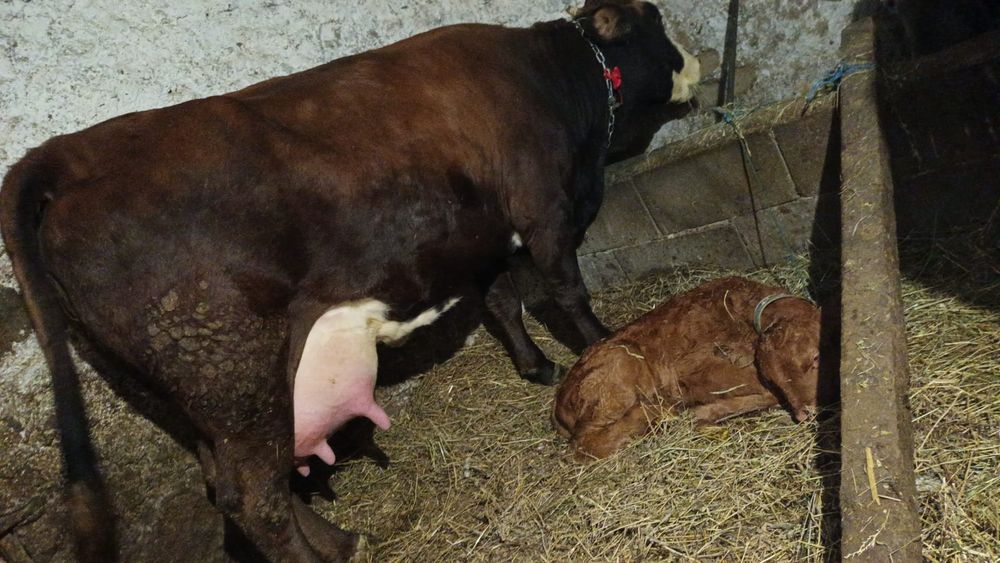 Vând vacă rasa celsy