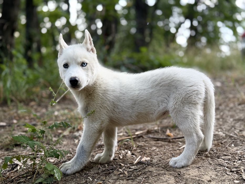 Femela husky siberian!