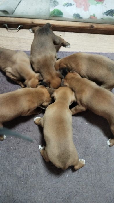 Продам щенков Боксера