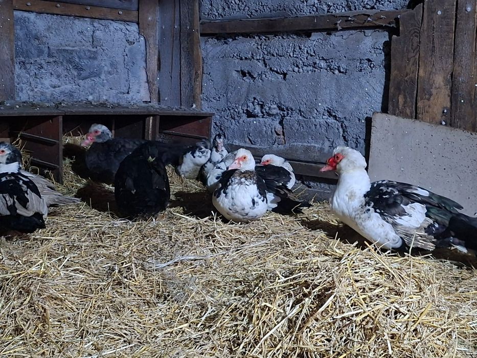 Продам индоуток.