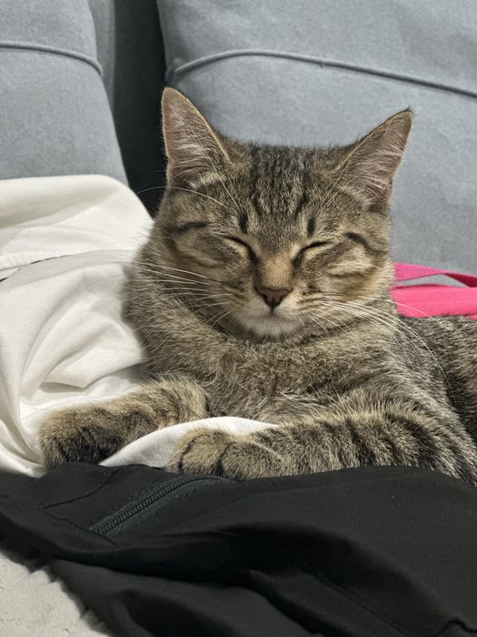 Отдам кота бесплатно
