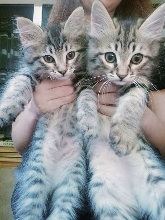 Котёнок 2 месяца