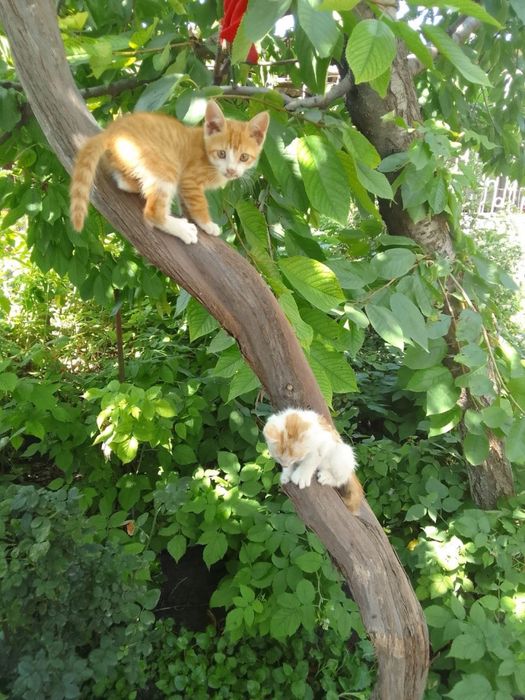Котята 2 месяца, два мальчика и девочка в добрые руки