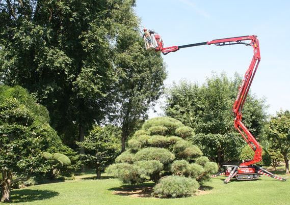 Спил деревьев любой сложности