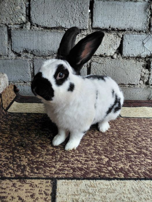 Masculi Fluture german