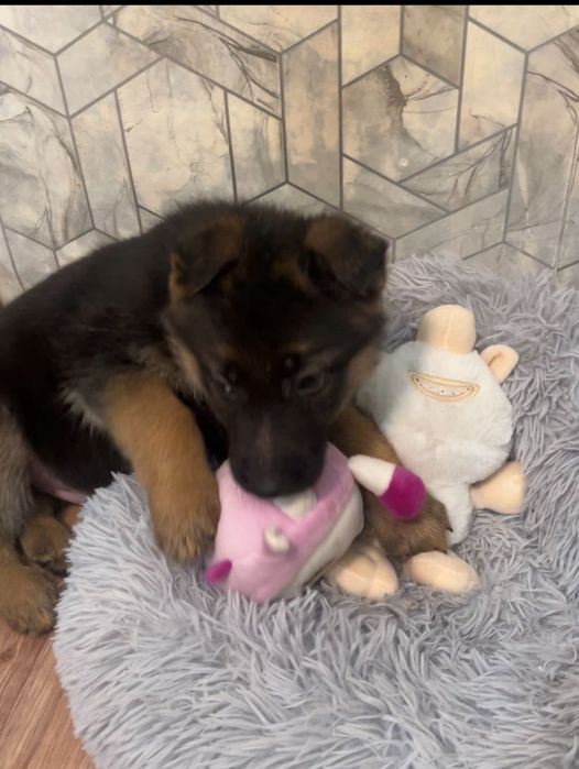 Щенки немецкой овчарки