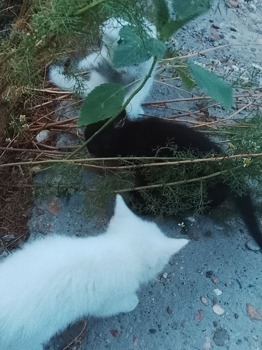 Отдам даром котят