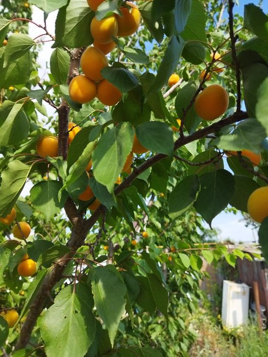 СРОЧНО!Самал-1 (Вагонник)