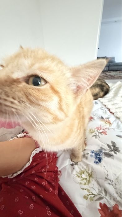 Котенок бесплатно