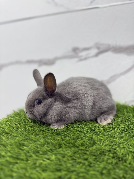 Карлик миниатюрные кролики