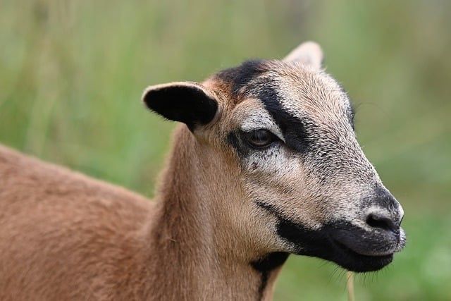 Vand berbecuti sau oi de camerun schimb cu pork
