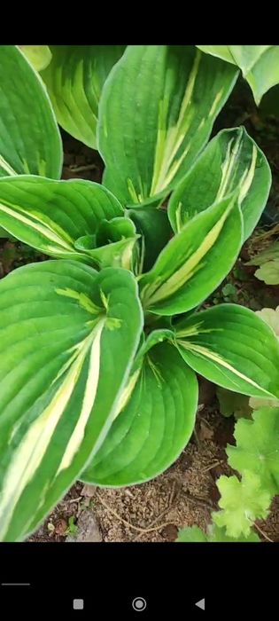 Многолетние растения