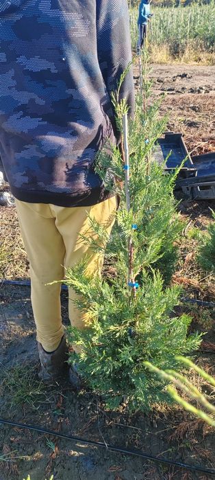 Leylandii de la producător