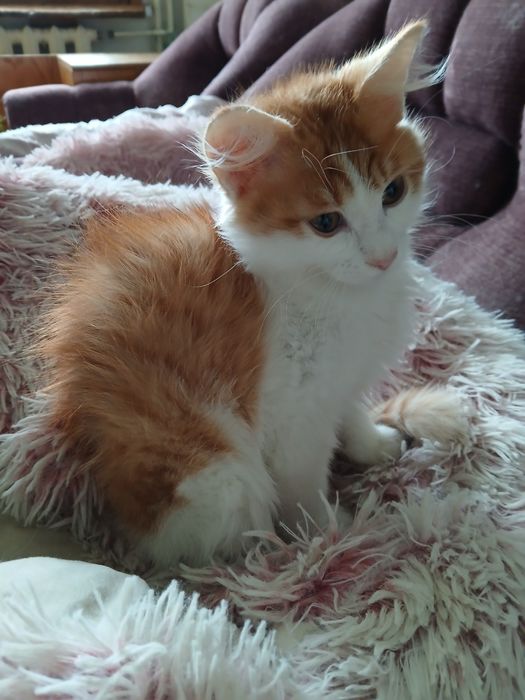 Ангорско коте - мъжко, на 3 месеца