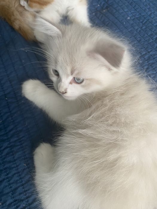 Motanel  ragdoll superb 2 luni