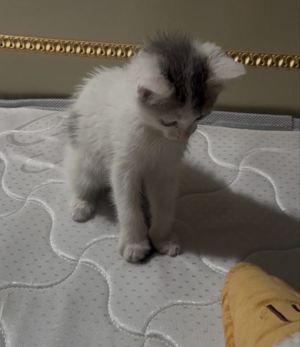 Котенка в добрые руки