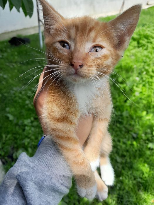 Dau spre adoptie acesti pisoiași