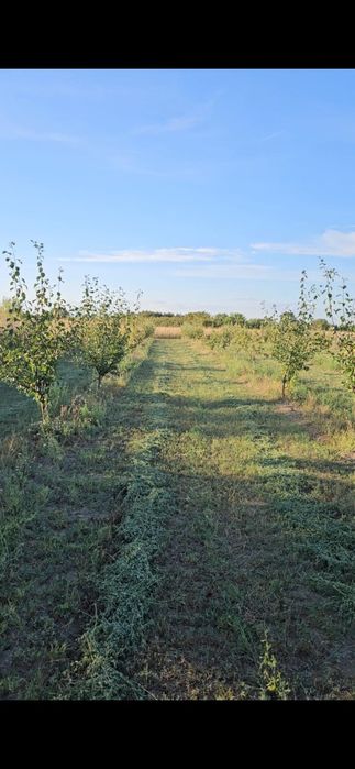 Casă + Teren cu livadă de vânzare | Ibrianu, DB