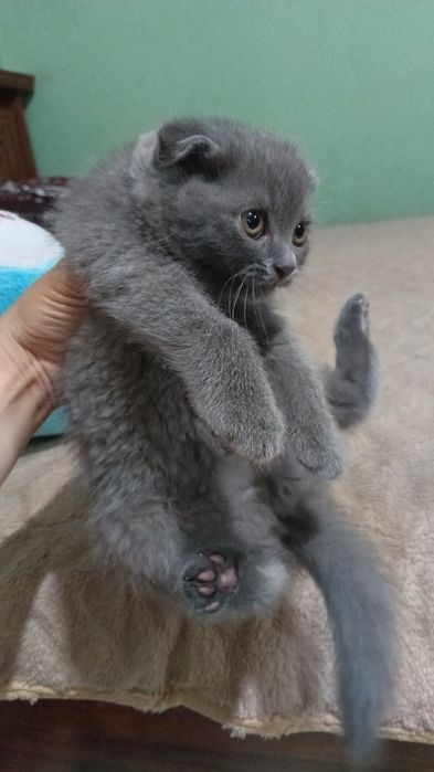 Mushuk bolalari sotiladi