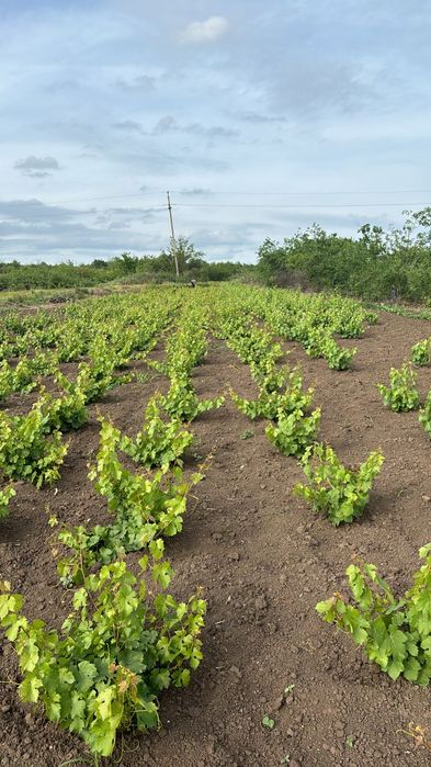 Butasi vita de vie și pomi fructiferi