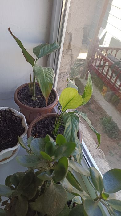 Цветы комнатные продаю