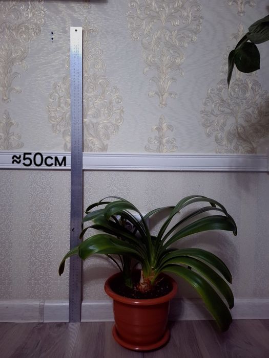 Комнатные растения Гиппеаструм