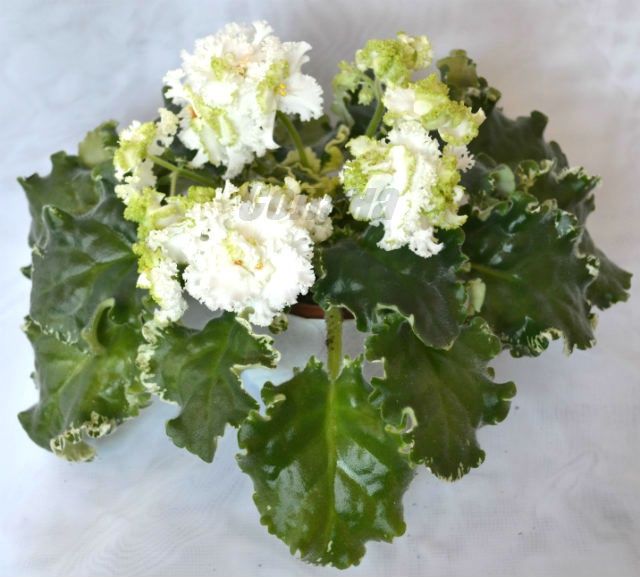 Фиалка  махровая.