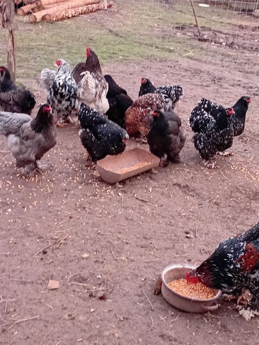 Vand Cocosi si gainii Brachma