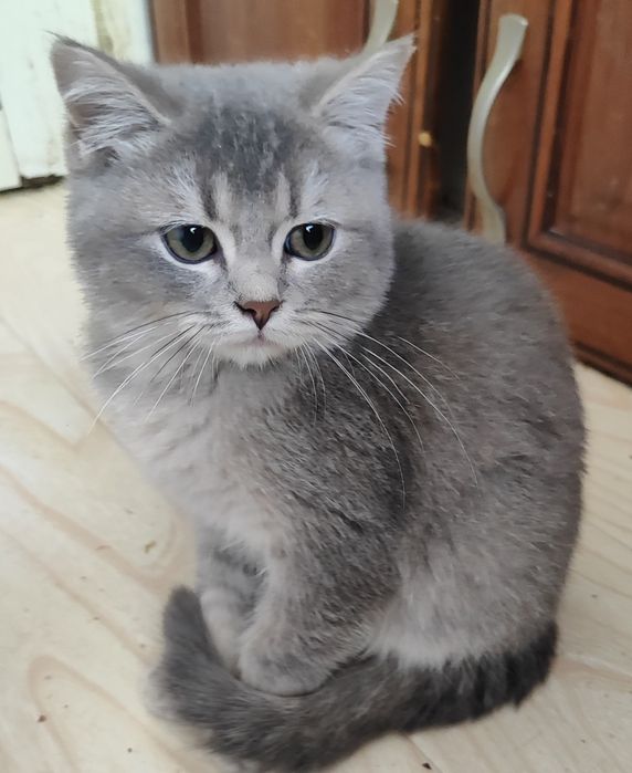 Мальчик голубое серебро шиншилла