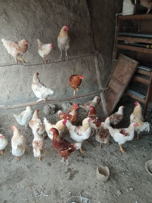 Продаётся куры и петухи