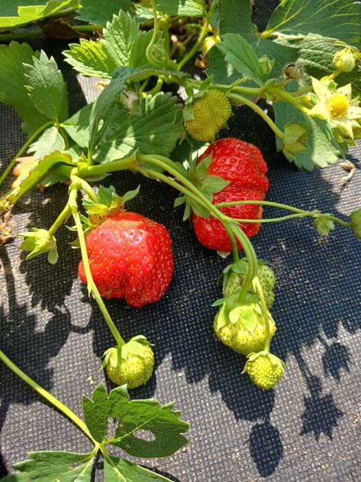 Продам свежесобранную ягоду клубники