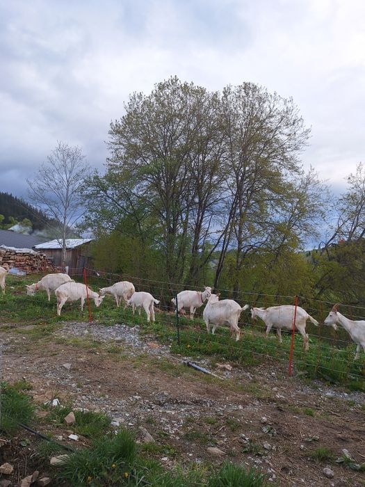 Capre saanen  de vanzare