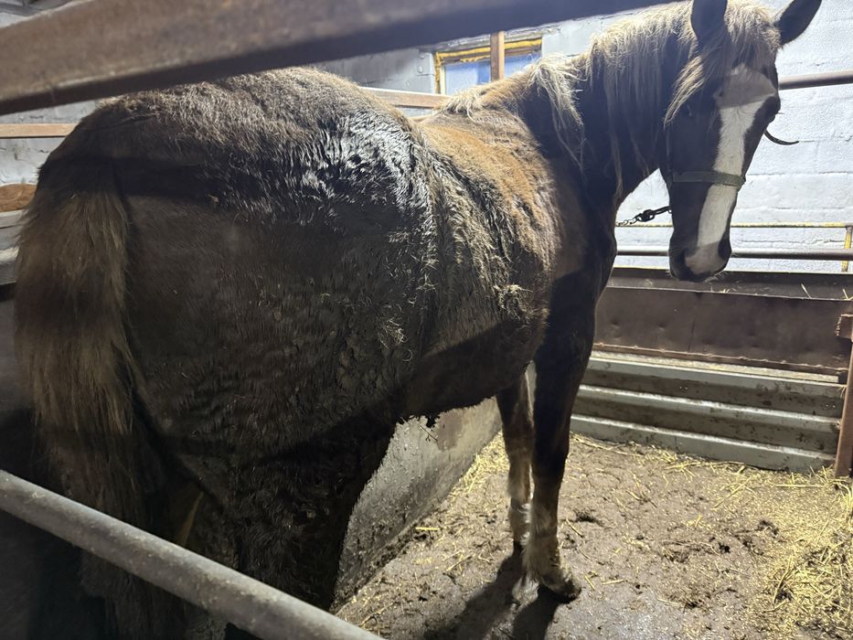 Лошадь с откорма